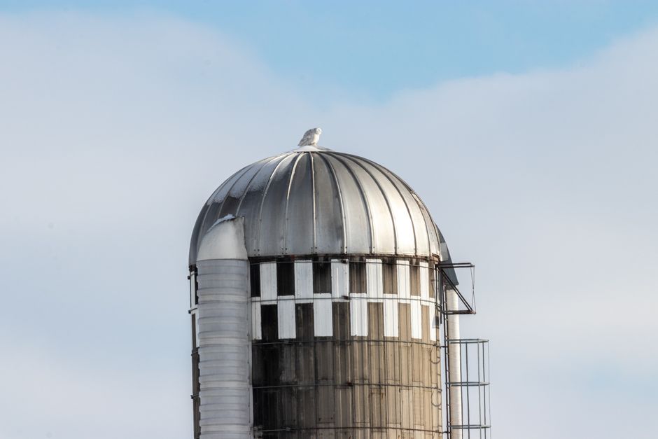 Steel grain bin roof and ladder against open sky