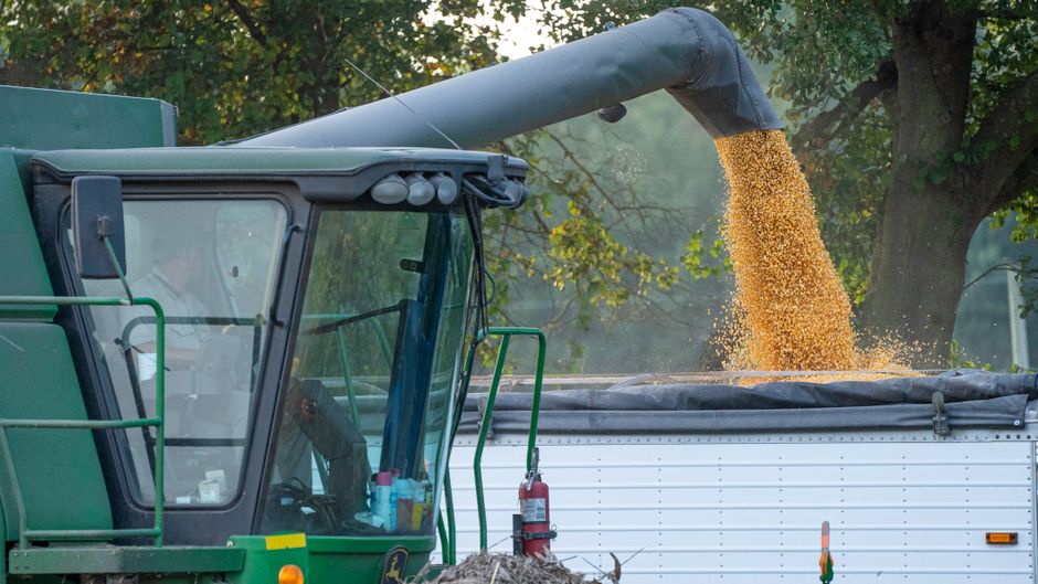 Grain pouring from a combine auger into a cart